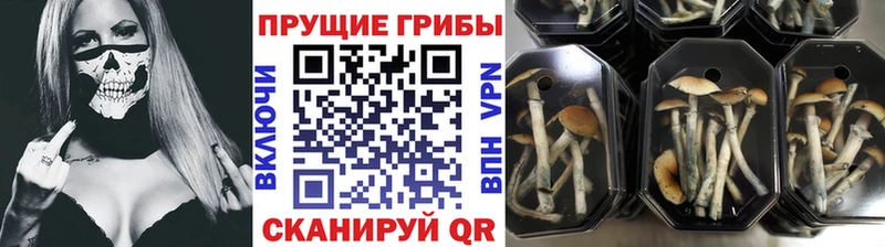 Псилоцибиновые грибы ЛСД  Купить  Артём 